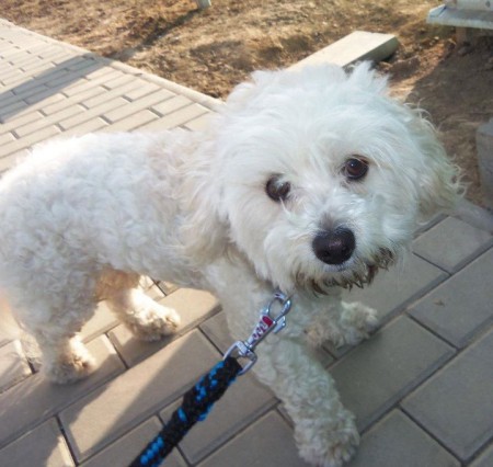 Bichon (???) ČR - našiel sa majiteľ :-)